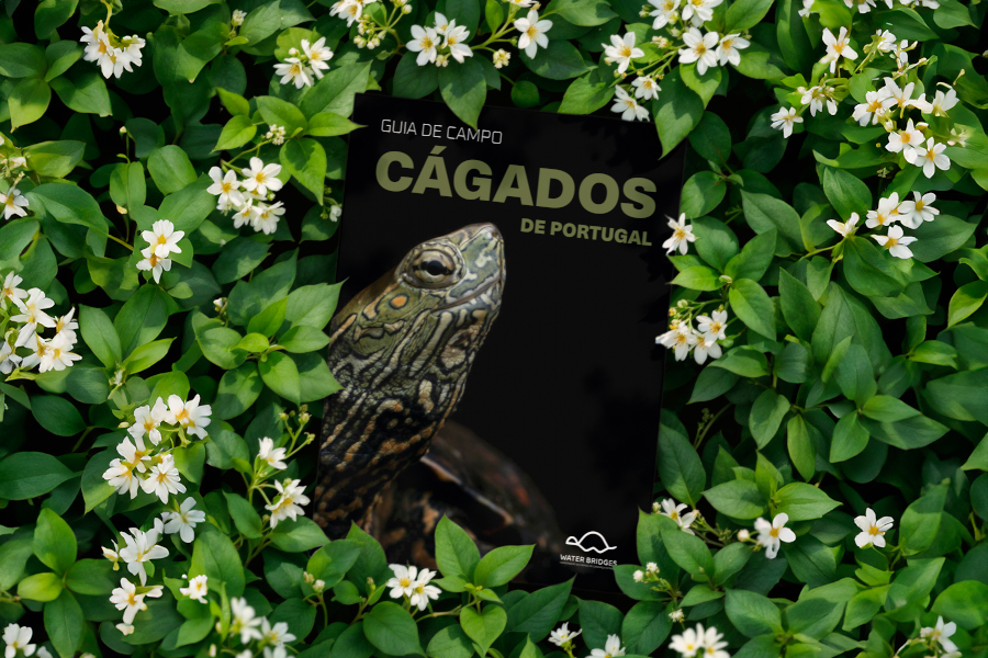 Palombar publica o primeiro guia de campo sobre os cágados de Portugal