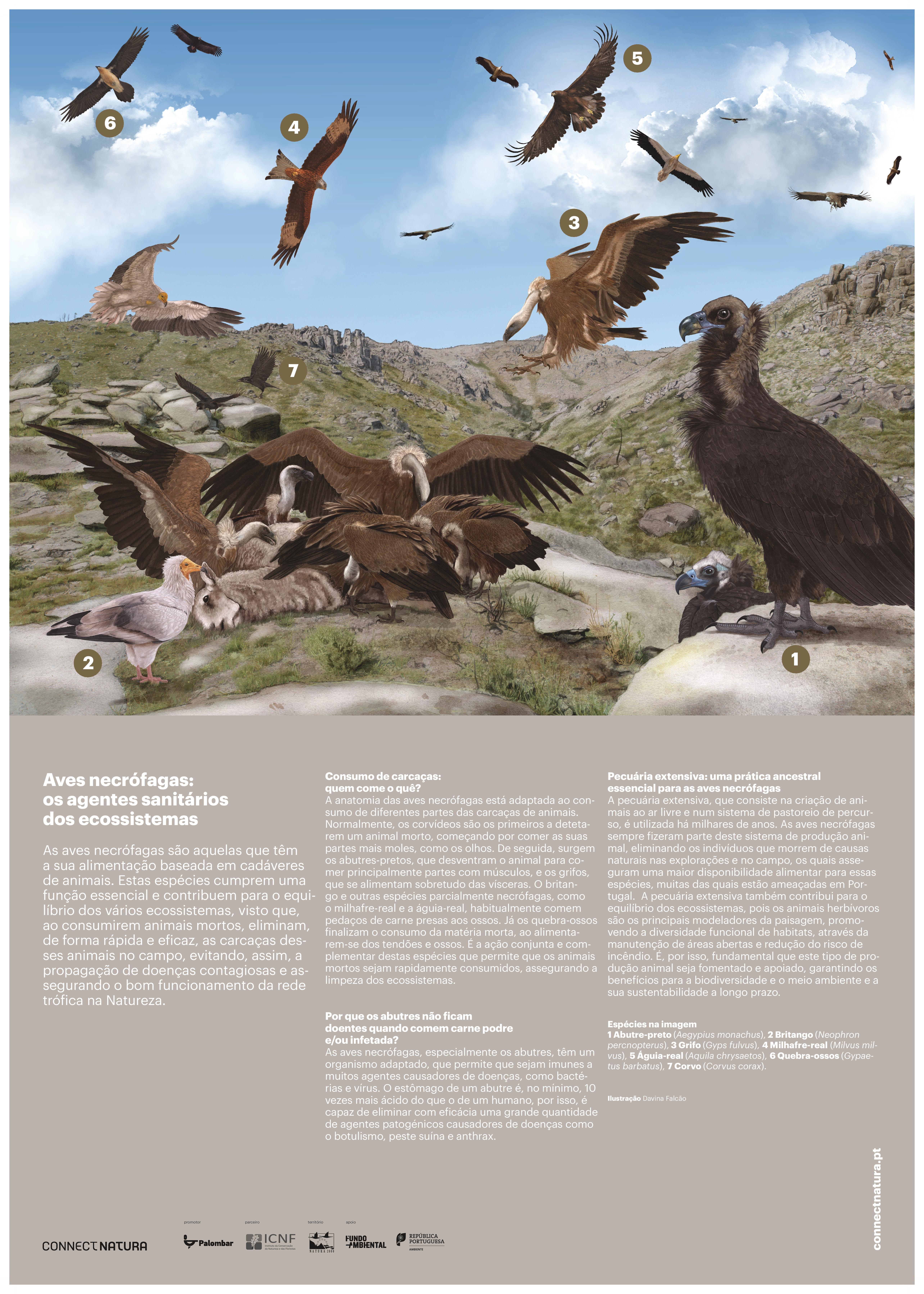 Aves necrófagas