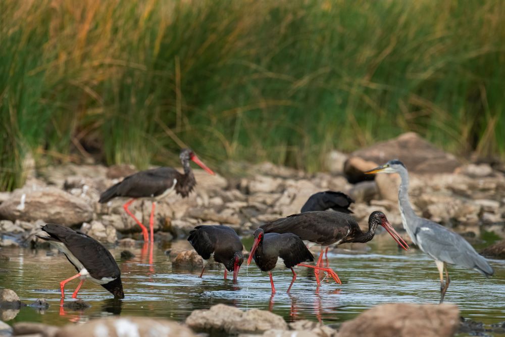 BBP - Business & Biodiversity by Palombar 