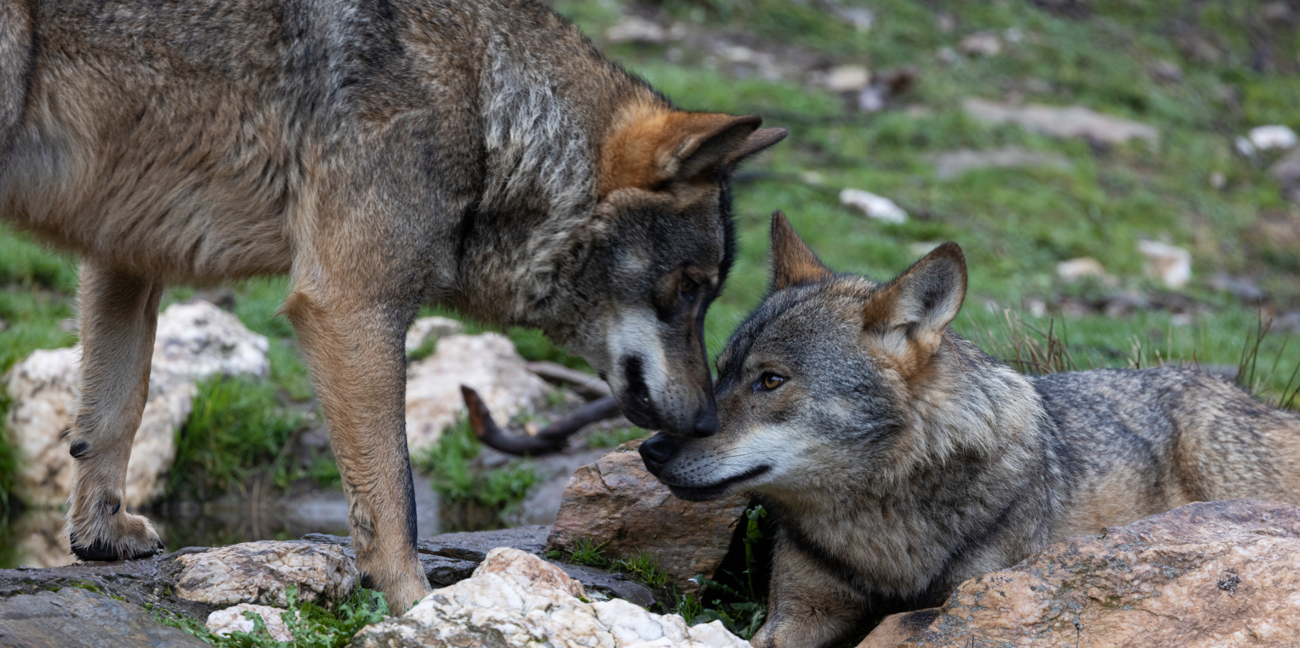 Censo Nacional do Lobo-Ibérico 2019-2021