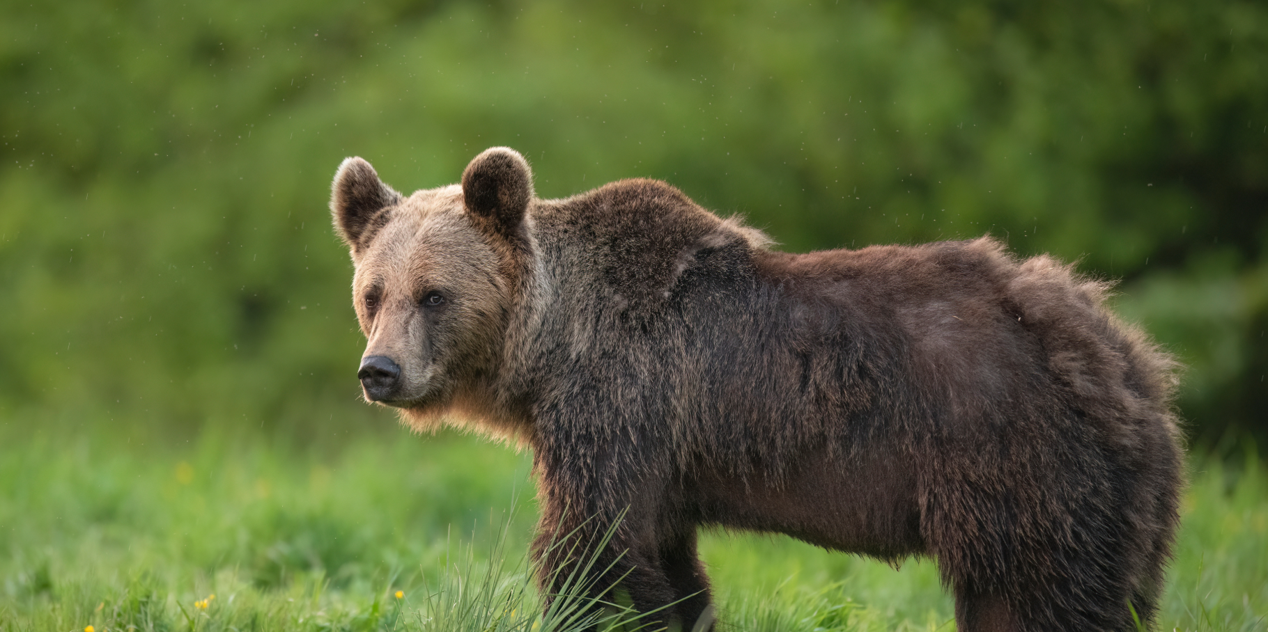 Networking Event - E se o urso-pardo voltar? 