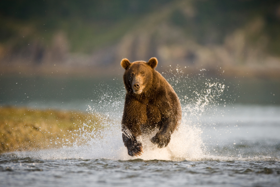 Networking Event - E se o urso-pardo voltar? 