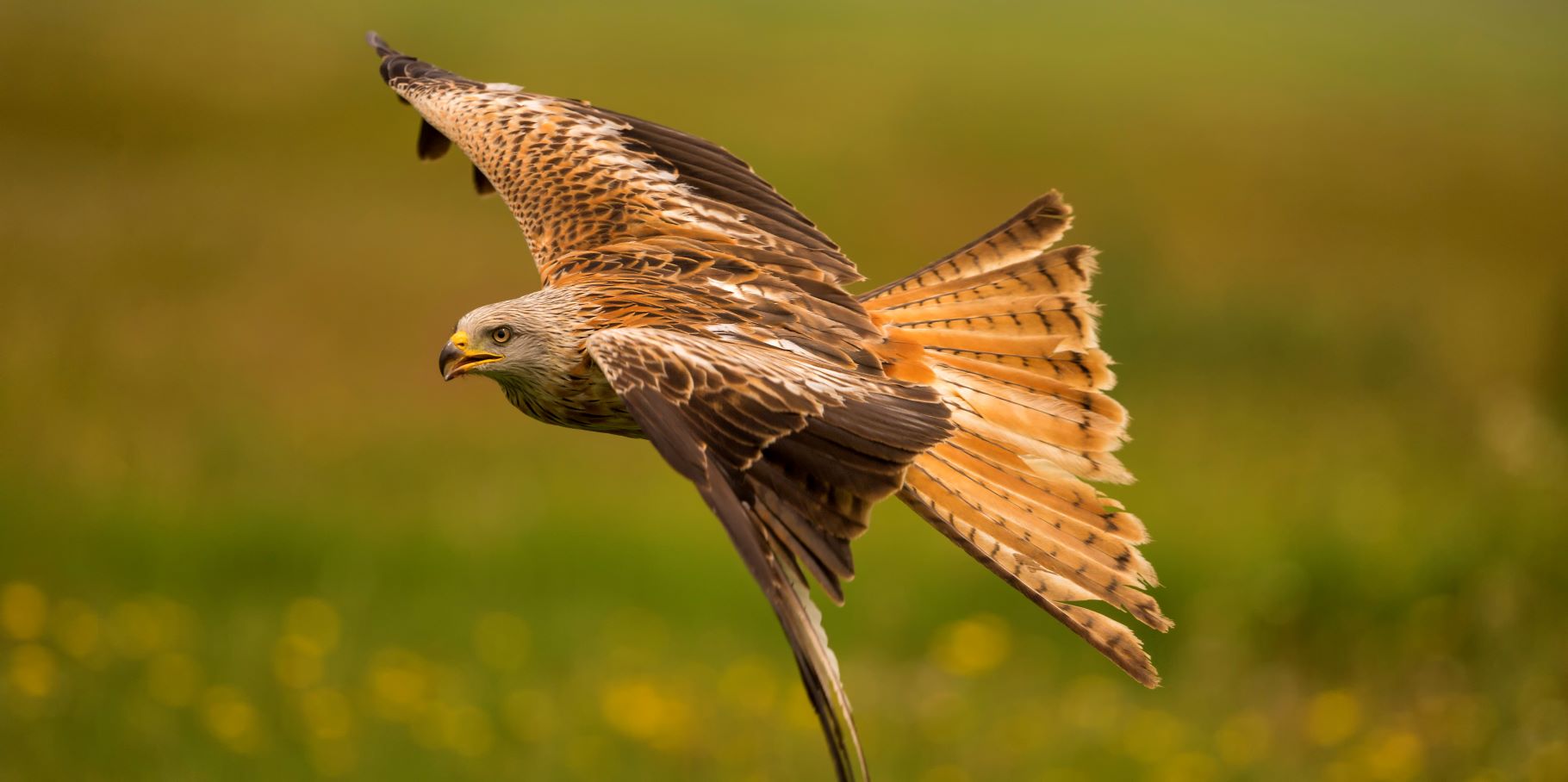Sentinelas - Rede de Monitorização de Ameaças para a Fauna Silvestre